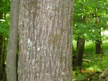 [Hearth.com] Sugar Maple or Basswood