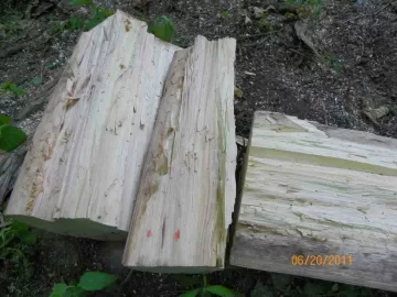 [Hearth.com] Three Year Old Sugar Maple Rounds