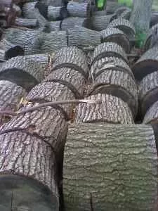 [Hearth.com] Oak Question (Pic)