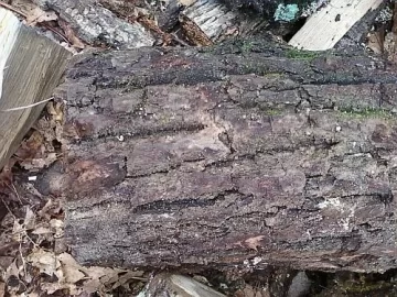 [Hearth.com] wood id .. I am 99 % sure but ...Update !!! Split pick on page 2