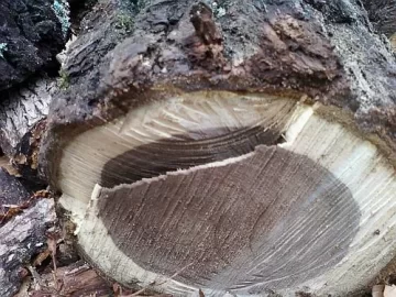 [Hearth.com] wood id .. I am 99 % sure but ...Update !!! Split pick on page 2