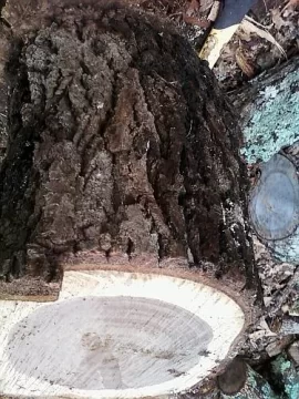 [Hearth.com] wood id .. I am 99 % sure but ...Update !!! Split pick on page 2