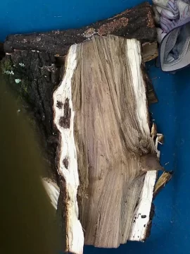 [Hearth.com] wood id .. I am 99 % sure but ...Update !!! Split pick on page 2