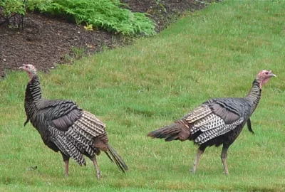 [Hearth.com] Turkeys! Once again...