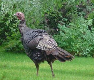 [Hearth.com] Turkeys! Once again...