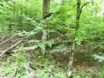 [Hearth.com] More Beech