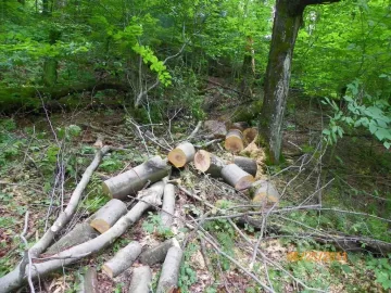 [Hearth.com] More Beech