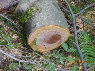 [Hearth.com] More Beech
