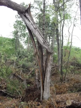 [Hearth.com] Tornado Cleanup Part Deux
