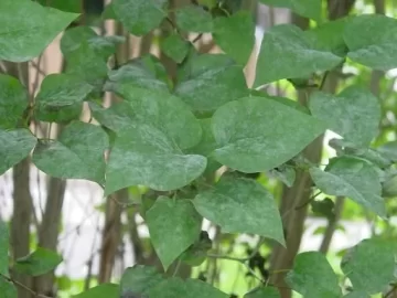 [Hearth.com] What is this on my lilac bush???