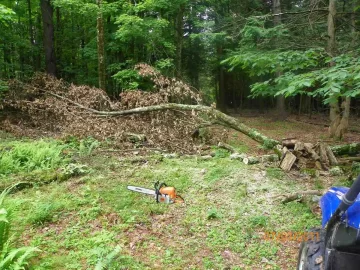 [Hearth.com] Small Sugar Maple Limb