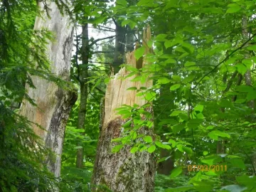 [Hearth.com] Small Sugar Maple Limb