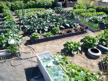 [Hearth.com] Alaska Garden Pictures (updates)