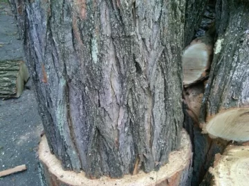 [Hearth.com] Wood ID