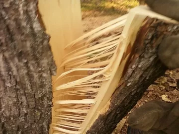 [Hearth.com] and yet another wood id....