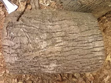 [Hearth.com] and yet another wood id....