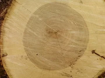 [Hearth.com] and yet another wood id....