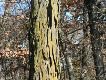 [Hearth.com] and yet another wood id....