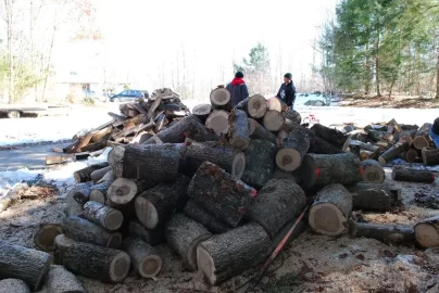 [Hearth.com] and yet another wood id....