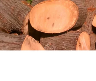 [Hearth.com] Wood ID and seasoning time