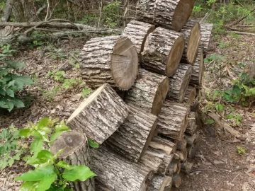 [Hearth.com] Sweetgum score...would you go for it?