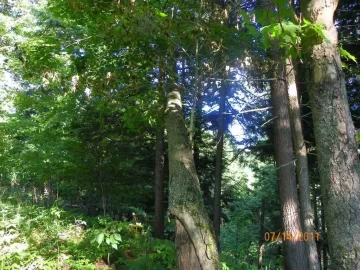 [Hearth.com] New Trail Opened