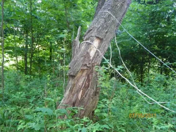 [Hearth.com] Ironwood Down..........................