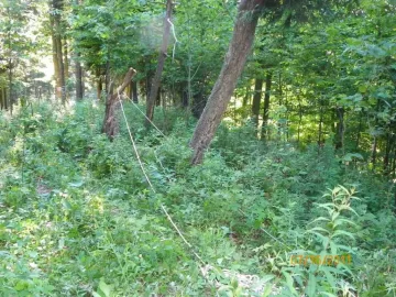 [Hearth.com] Ironwood Down..........................