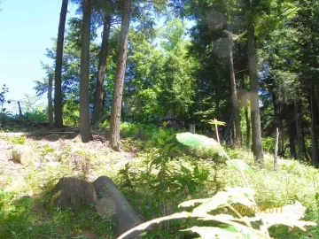 [Hearth.com] Beech Blowdown