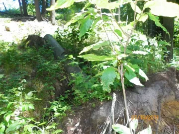 [Hearth.com] Beech Blowdown