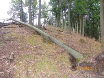 [Hearth.com] Beech Blowdown