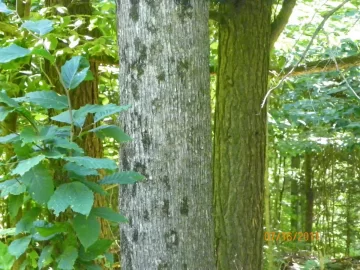 [Hearth.com] Healthy Ironwood