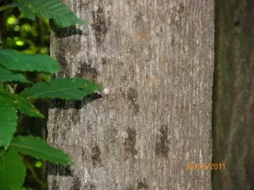 [Hearth.com] Healthy Ironwood