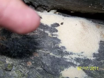 [Hearth.com] Please Help me Identify This Hole in the Wood!?