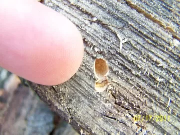 [Hearth.com] Please Help me Identify This Hole in the Wood!?