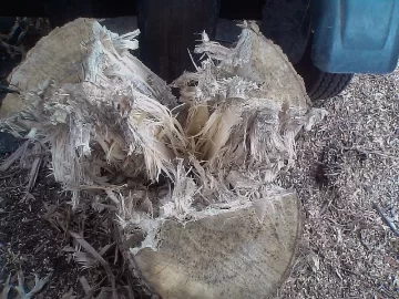 [Hearth.com] Sweet Gum