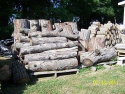 hickory-oak-sycamore-for-web.jpg