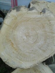 wood id