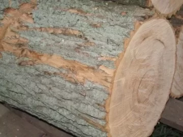[Hearth.com] Ash or Poplar?