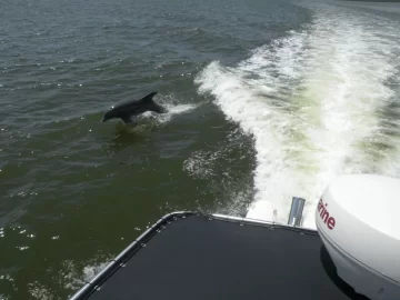 [Hearth.com] Dolphins