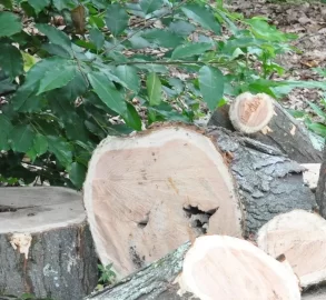 [Hearth.com] My wood supplier strikes again - wood ID