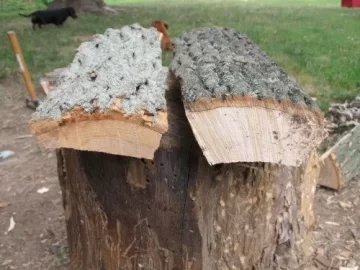 [Hearth.com] Ash or Poplar?
