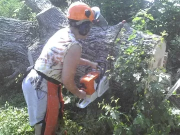 [Hearth.com] Massive Bur Oak!!  Local CL free score looks quite good