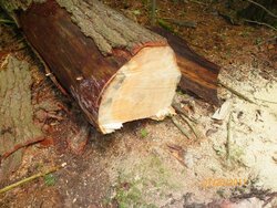 Pine to be Dropped for Milling