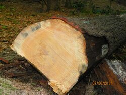 Pine to be Dropped for Milling