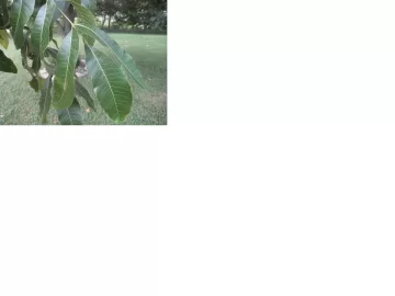 [Hearth.com] Tree ID (leaf pictures)