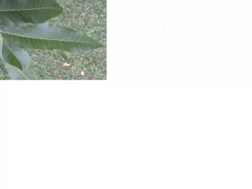 [Hearth.com] Tree ID (leaf pictures)
