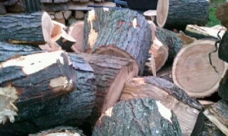 [Hearth.com] Honey Locust, Thornless/ Scrounge Pics