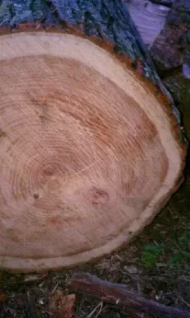 [Hearth.com] Honey Locust, Thornless/ Scrounge Pics