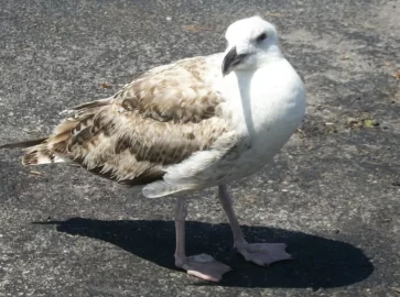 [Hearth.com] Two Common Birds of Cape Cod Mass !!
